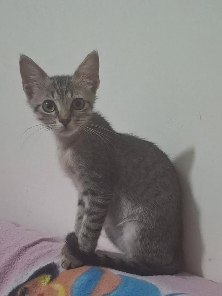 Gaticos buscan hogar responsable en Pereira 