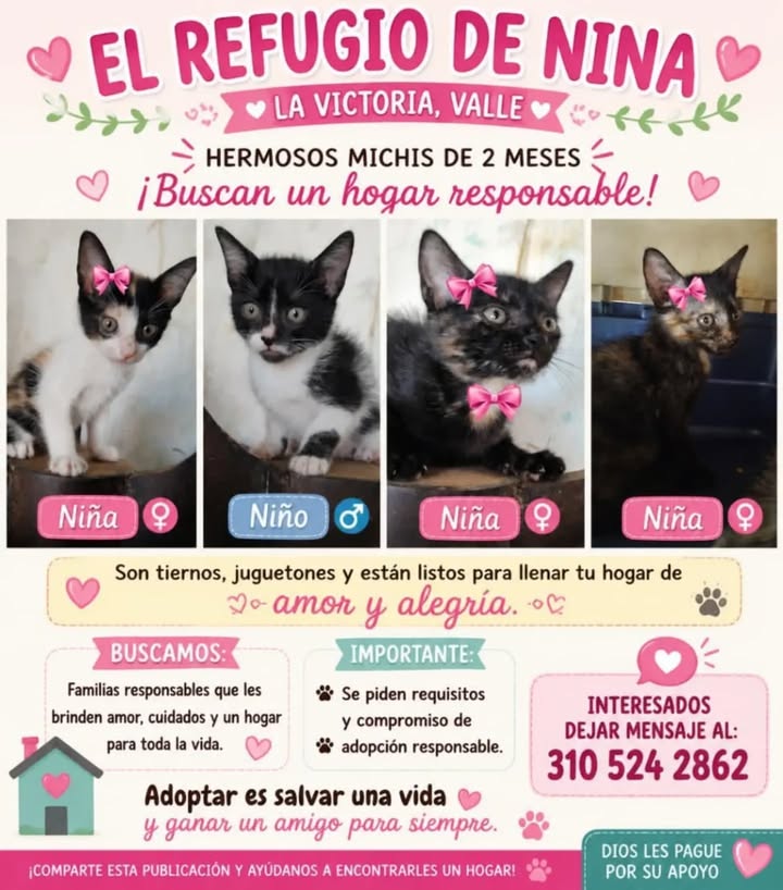 Adopción de Gatitos Mestizos en Pereira 