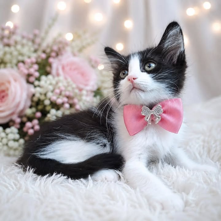 Gatitos en adopción responsable en Pereira 