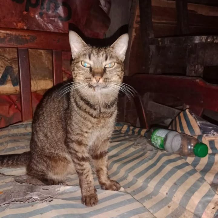 Gata de 1 año busca hogar en Pereira, Risaralda 