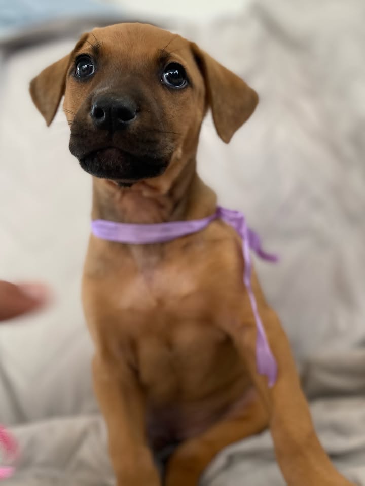 Adorable perro para adoptar en Bogotá 