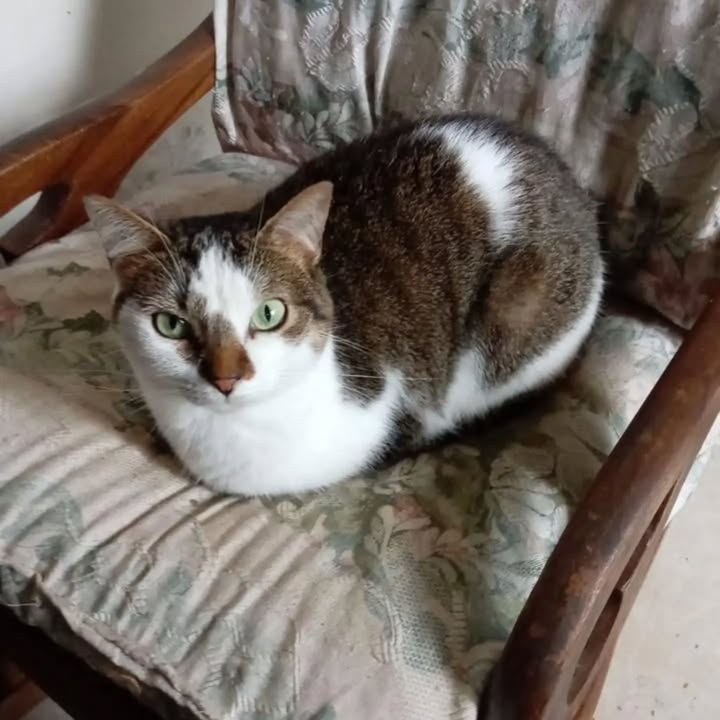 Gatita en busca de un hogar amoroso y responsable 