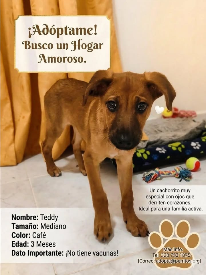 Cachorro en adopción busca un hogar amoroso 