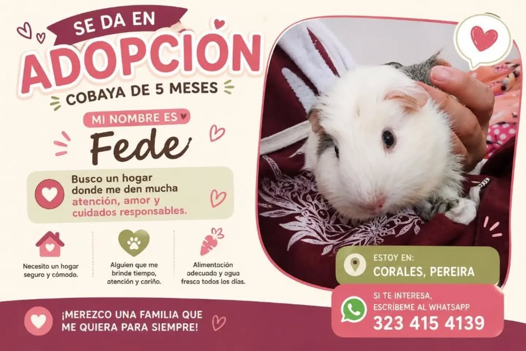 Cobaya en adopción en Pereira, Risaralda 