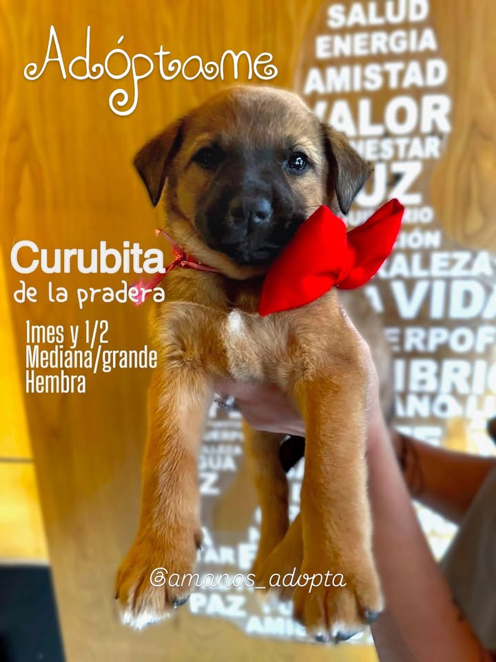Cachorros en adopción en Bogotá, Colombia 