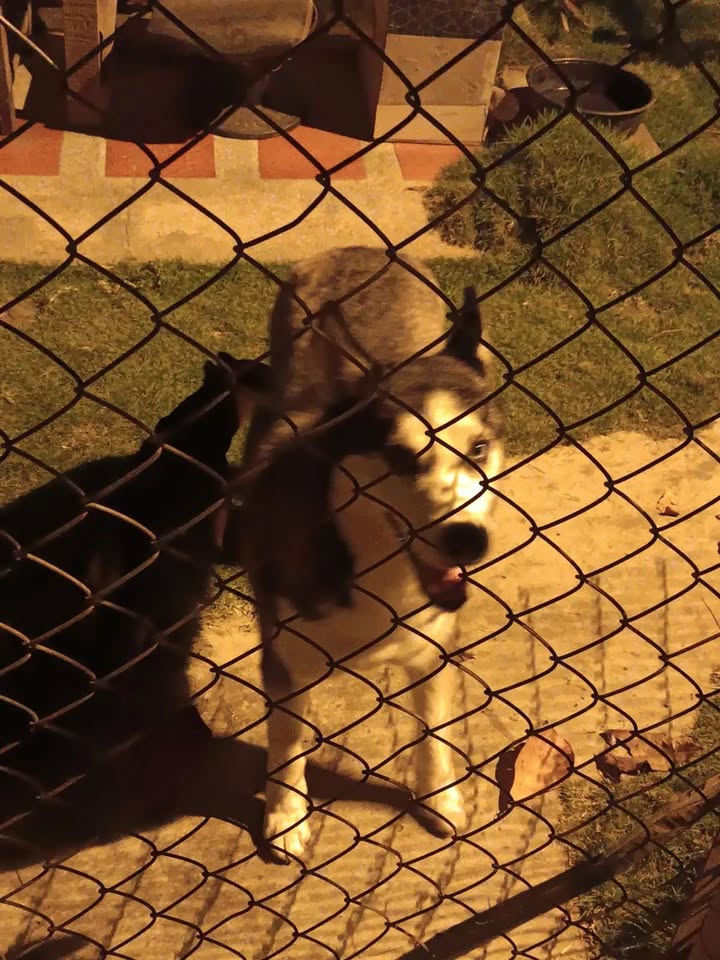Perrita encontrada en Tuluá cerca al aeropuerto y CAI Nariño 