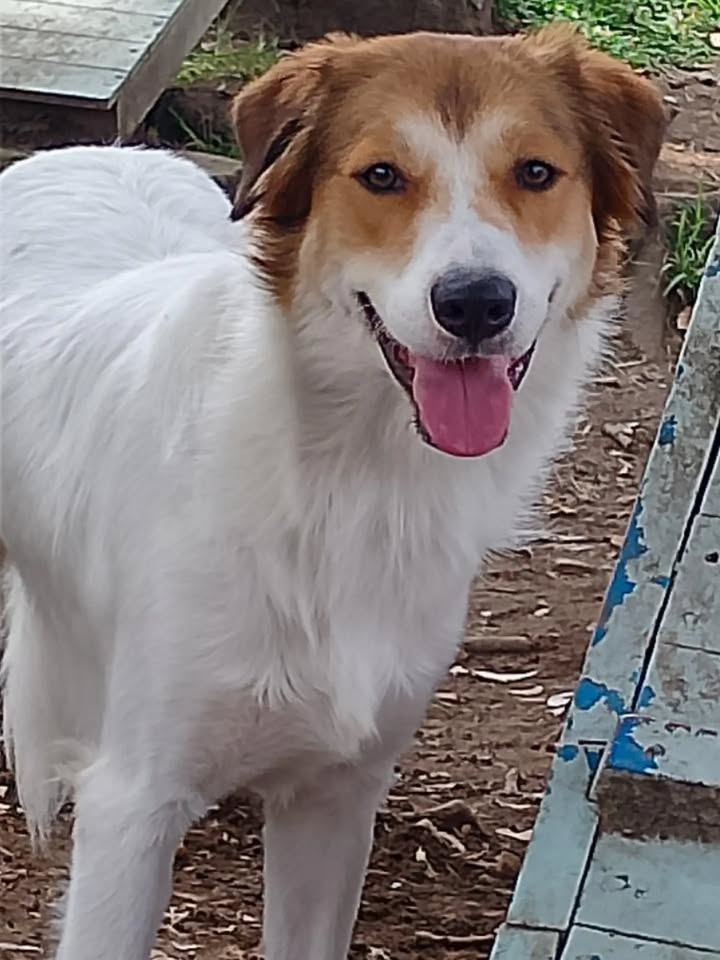 Perro tierno y juguetón busca hogar en Pereira 