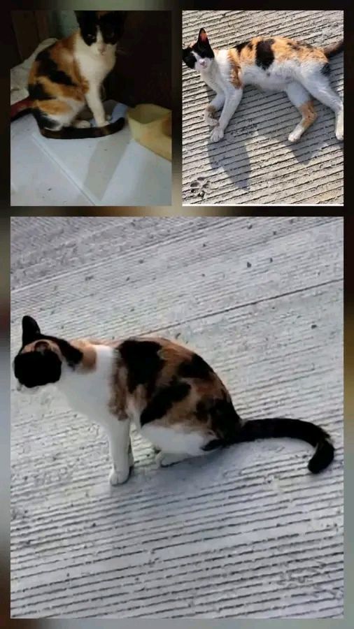 Gatica en adopción urgente en Tuluá, Valle del Cauca 