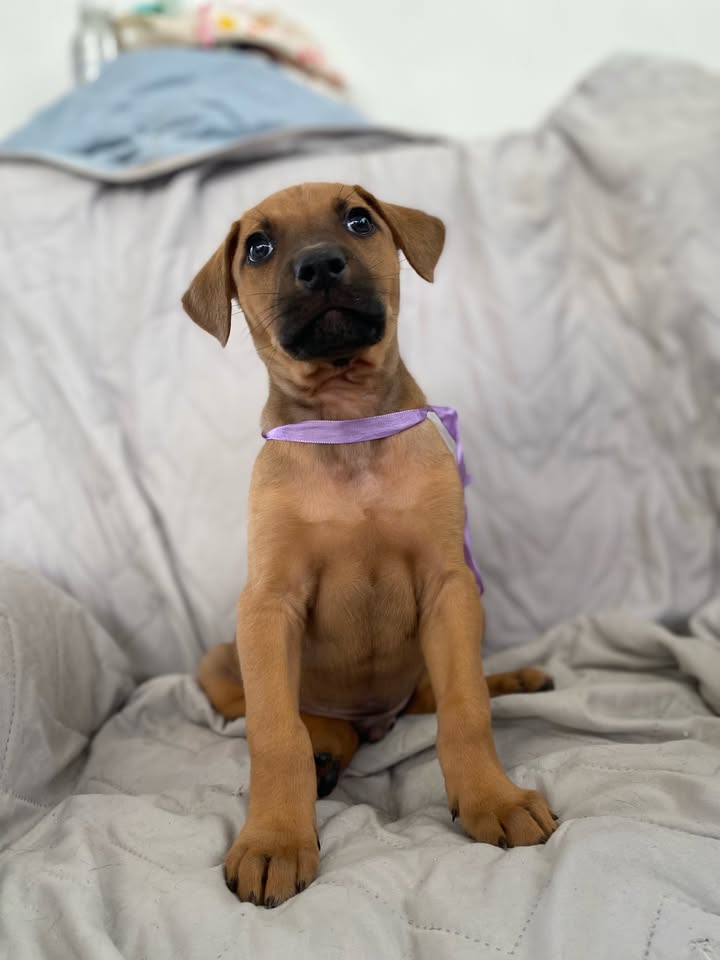 Adorable perro para adoptar en Bogotá 