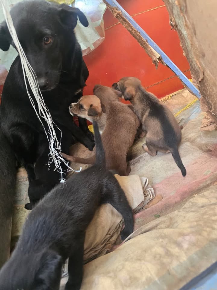Adopción Urgente Mamá y Bebés Perros en Caicedonia, Valle 