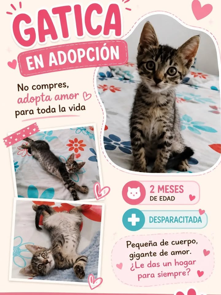 Gatica en adopción en Pereira 
