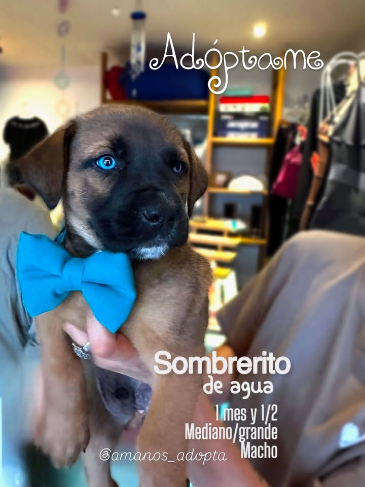 Cachorros en adopción en Bogotá, Colombia 