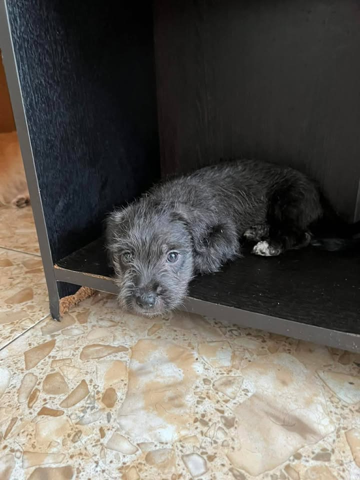 Cachorros en Adopción Responsable en Tuluá, Valle 