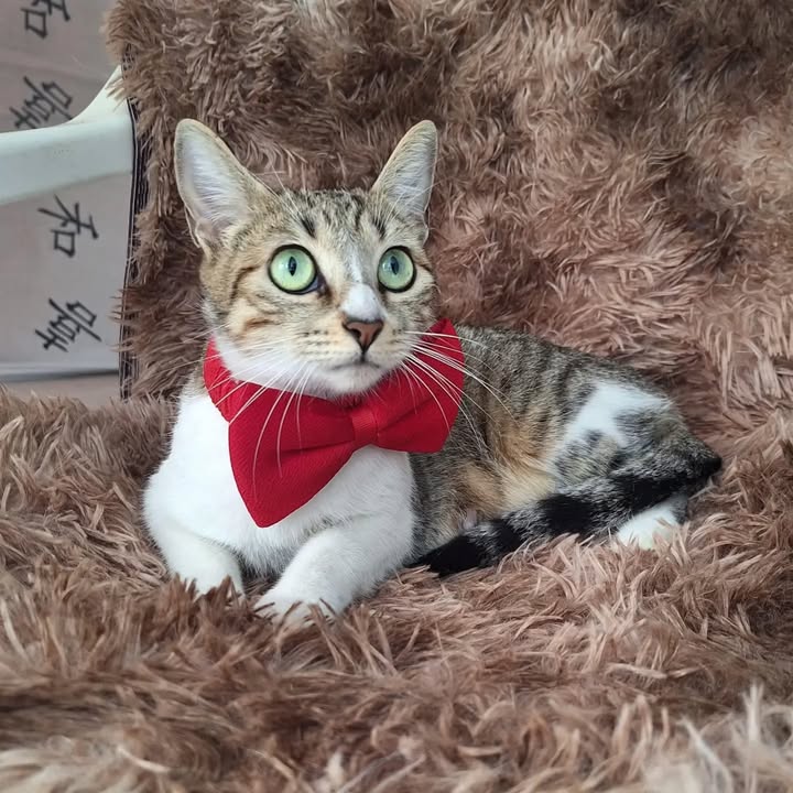 Gata Perlita busca hogar en Pereira 