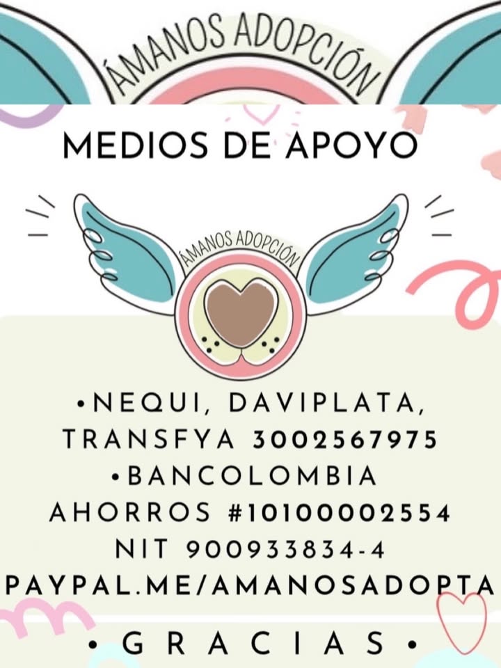 Cachorra en adopción responsable en Bogotá 