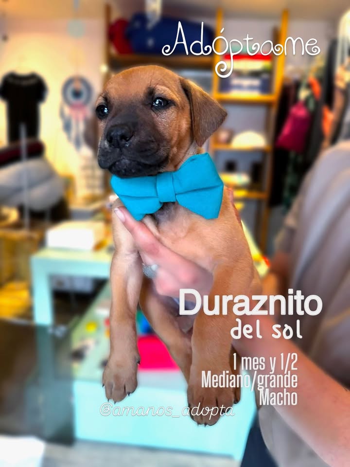 Cachorros en adopción en Bogotá, Colombia 