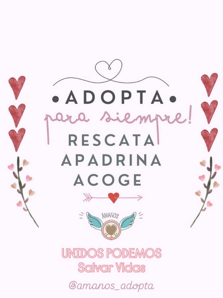 Cachorros en adopción en Bogotá, Colombia 