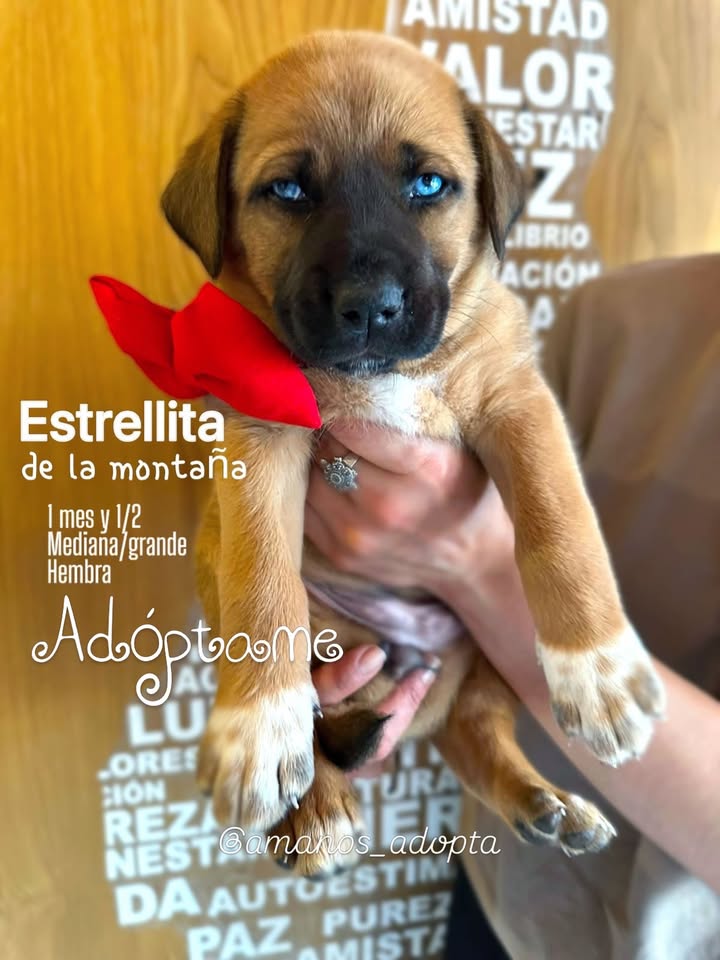 Cachorros en adopción en Bogotá, Colombia 