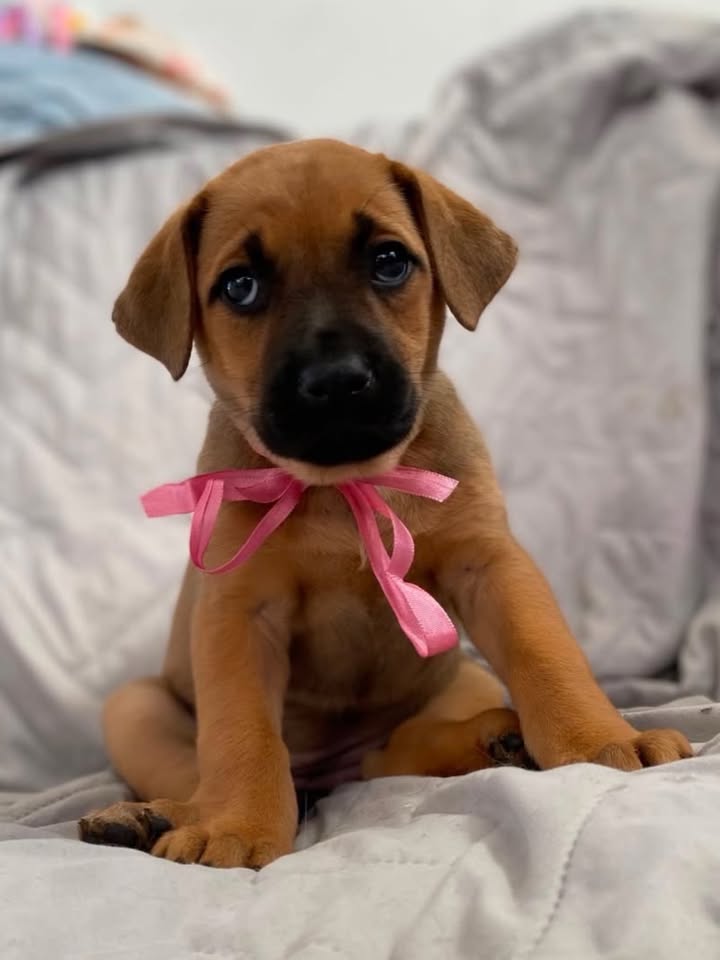 Cachorra en adopción responsable en Bogotá 