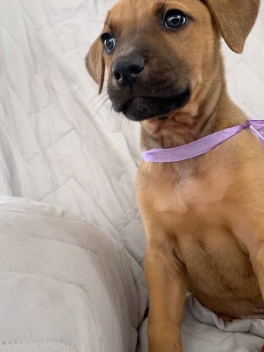 Adorable perro para adoptar en Bogotá 