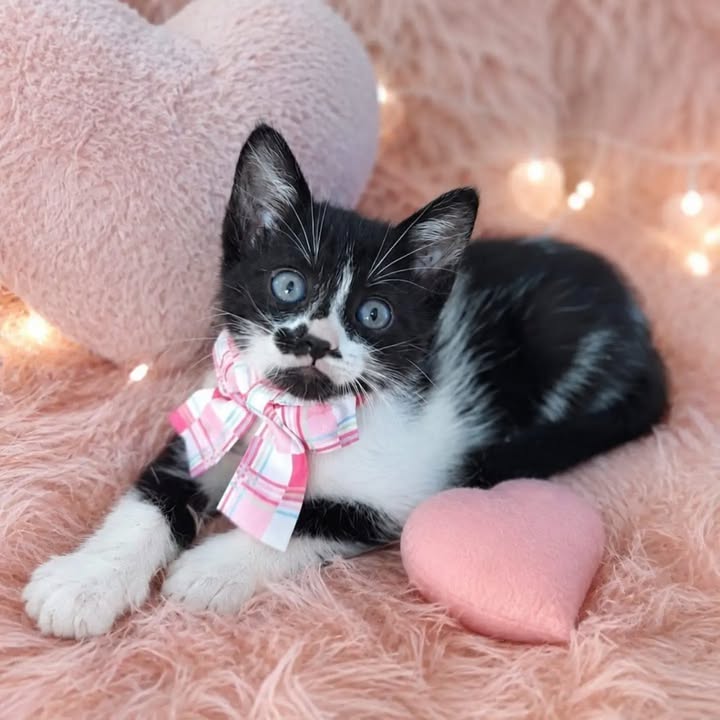 Gatitos en adopción en Pereira, Risaralda 