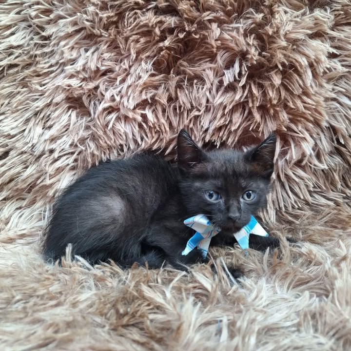 Gatitos en adopción responsable en Pereira 