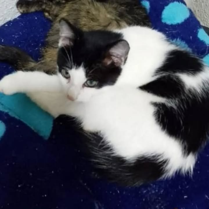 Gatita en adopción en Pereira 