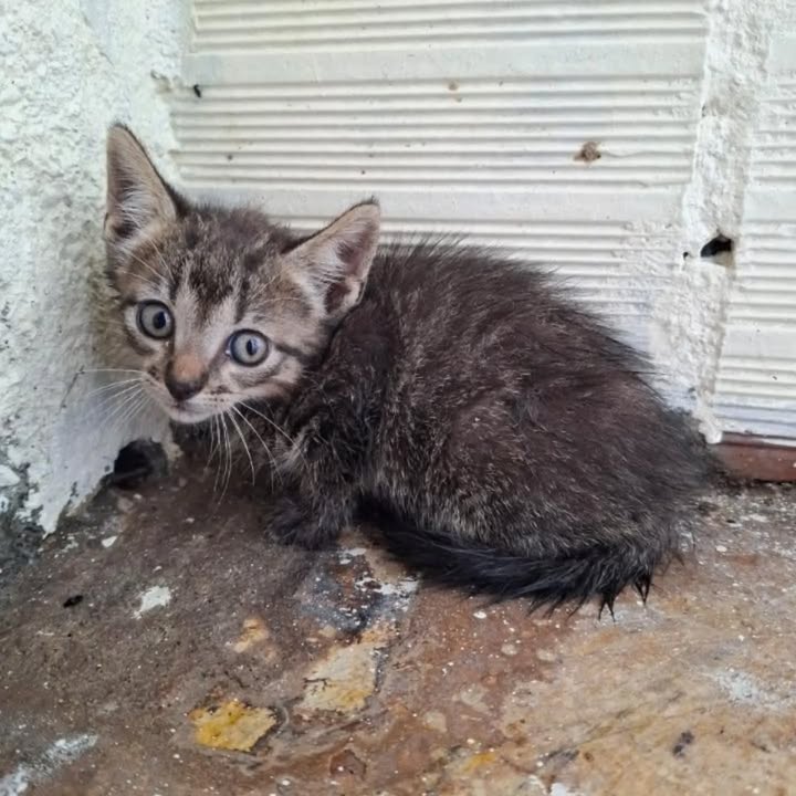 Gatitas en adopción en Pereira 
