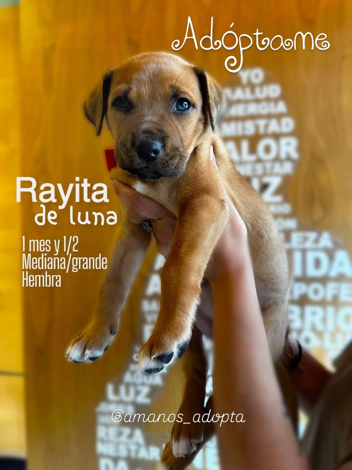 Cachorros en adopción en Bogotá, Colombia 