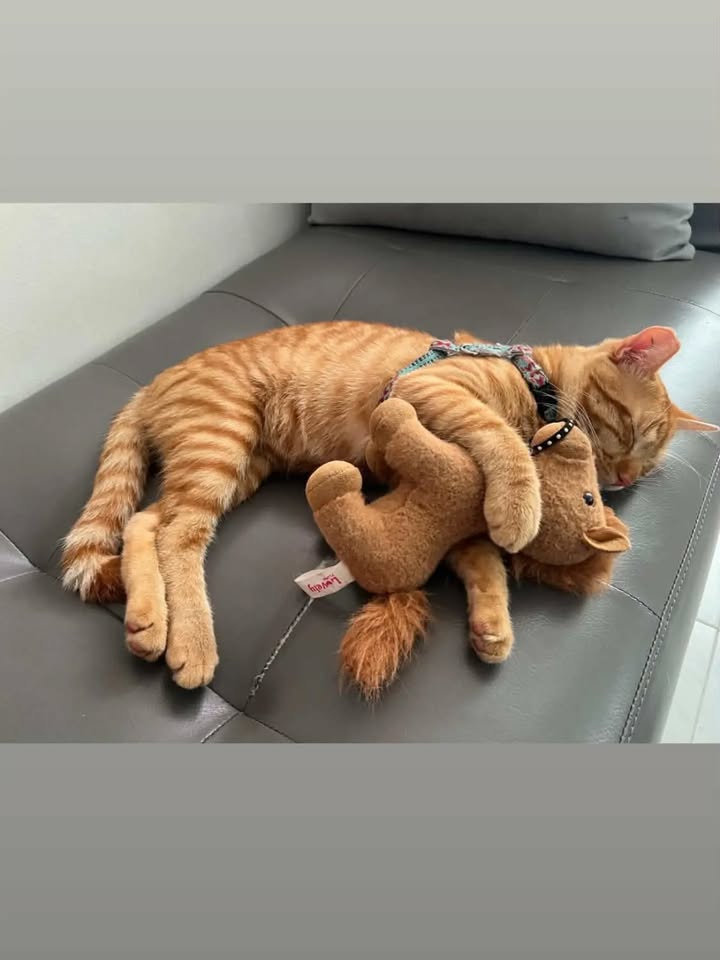 Gato Naranjoso en Adopción en Pereira 