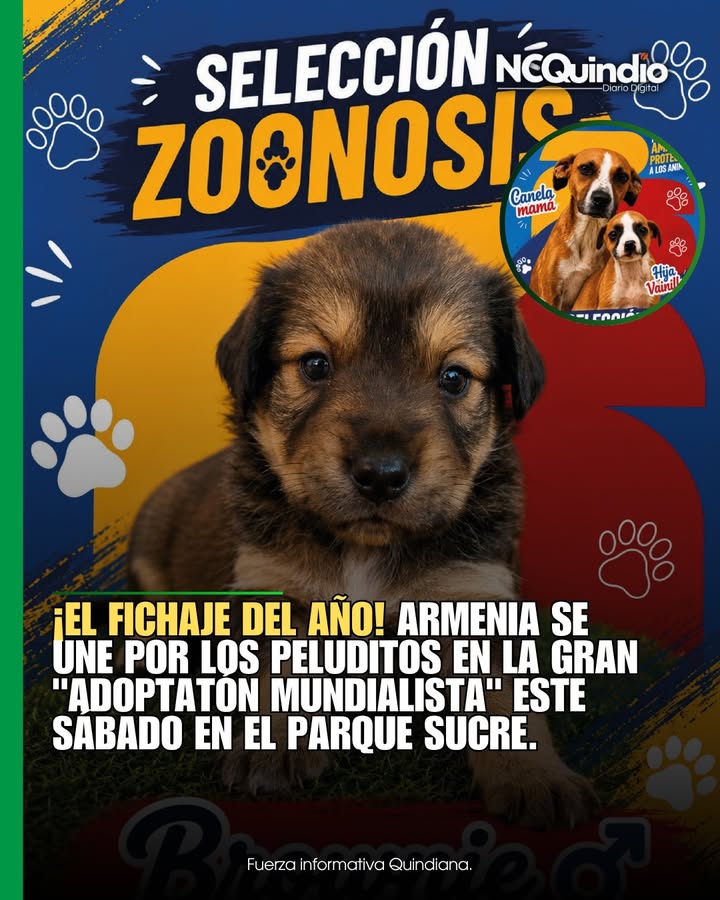 Adopta un perro en Armenia: "Adoptatón Mundialista" en Parque Sucre 