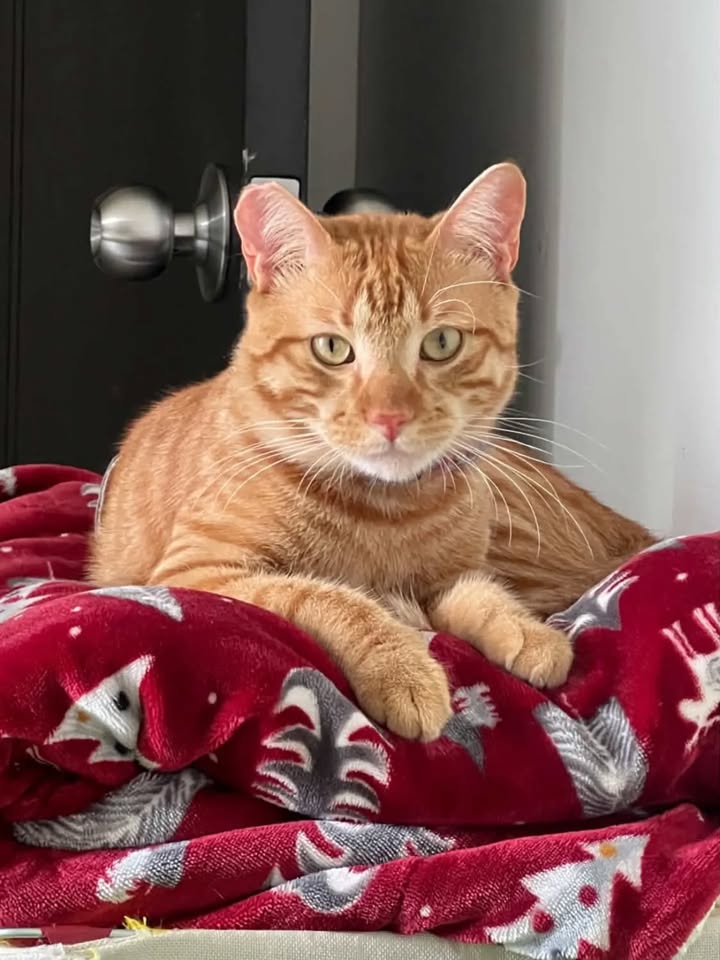 Gato Naranjoso en Adopción en Pereira 
