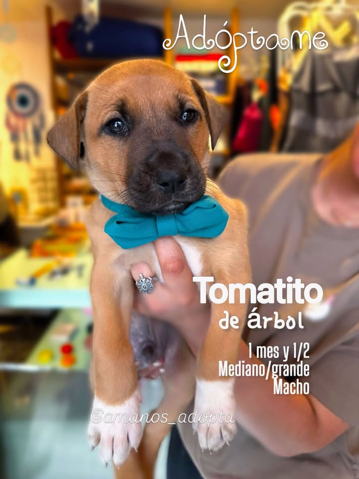 Cachorros en adopción en Bogotá, Colombia 