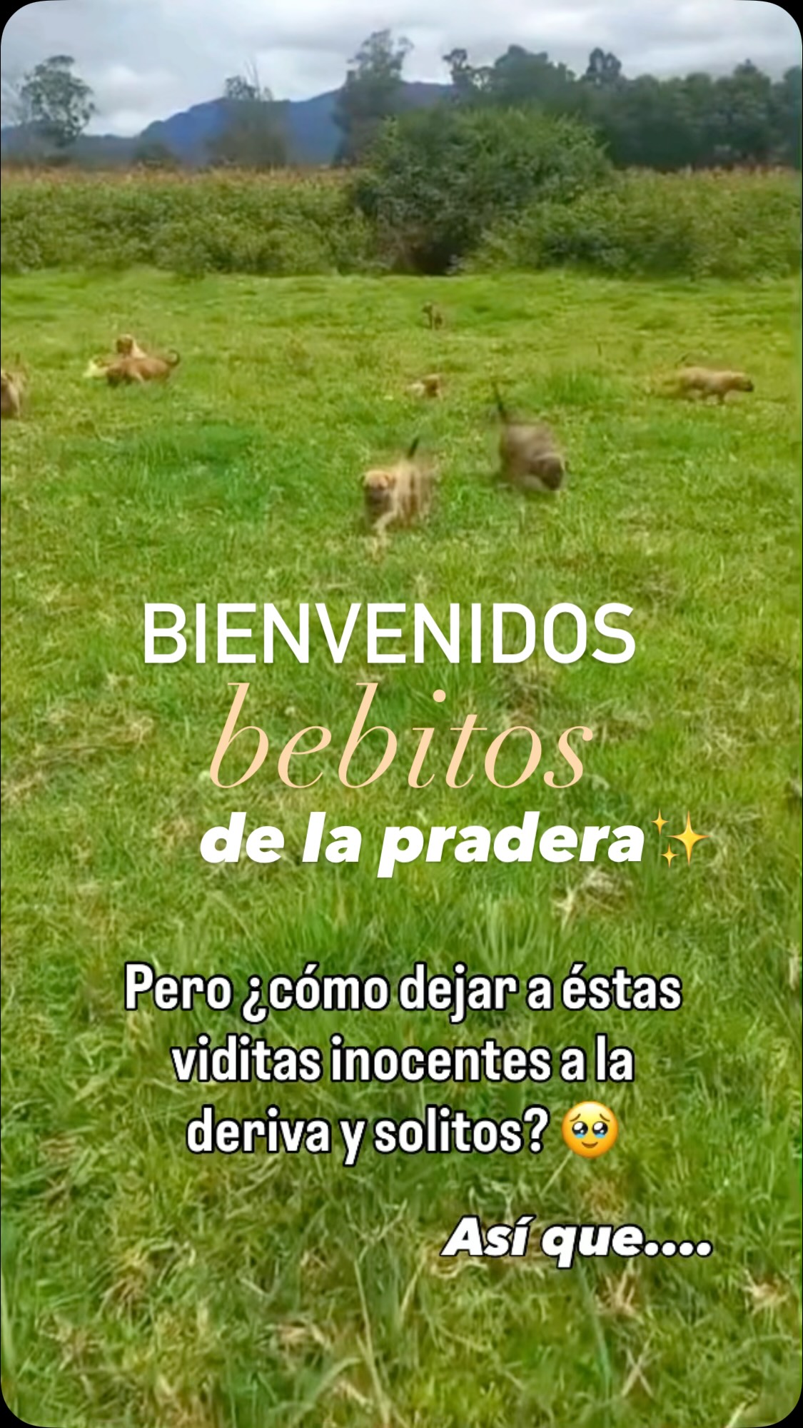 Nuevo rescate de 11 bebitos en Bogotá 
