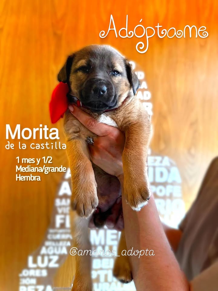 Cachorros en adopción en Bogotá, Colombia 