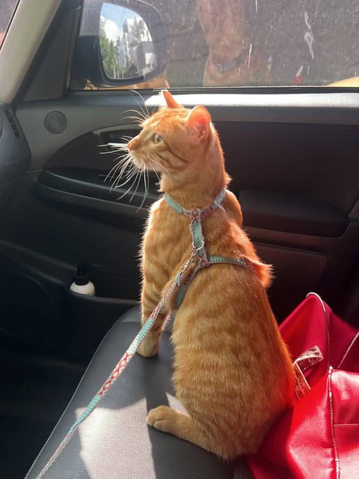 Gato Naranjoso en Adopción en Pereira 