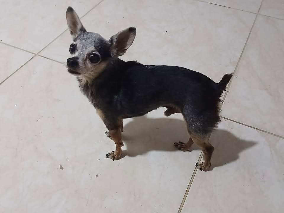 Perrito perdido en vía La Estrella, Pereira 
