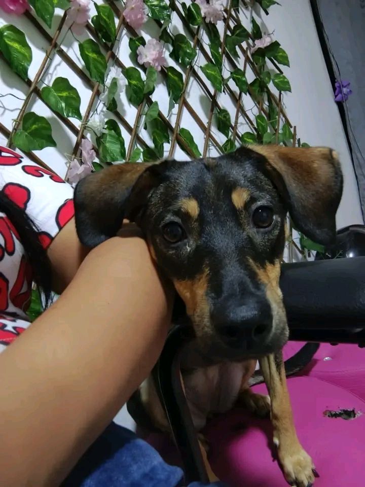 Adopción de Moli, perra de 1 año en Tuluá 