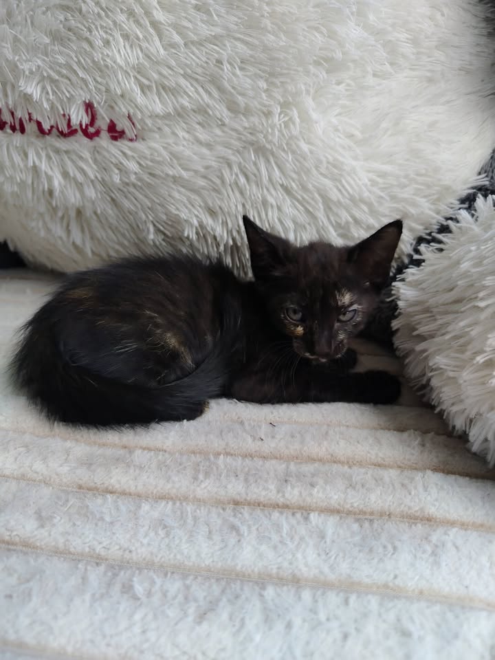 Gatitos en Adopción - Bogotá 
