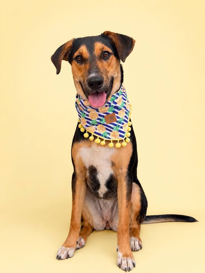 Adopción de perros en Pereira, Risaralda 