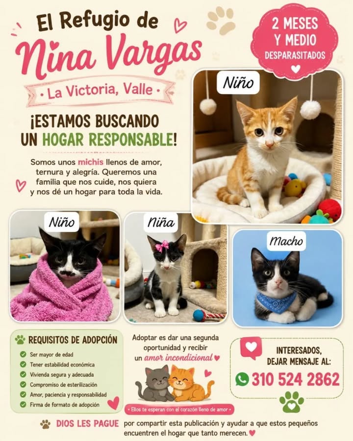 Adopción de gatitos en Pereira, Risaralda 