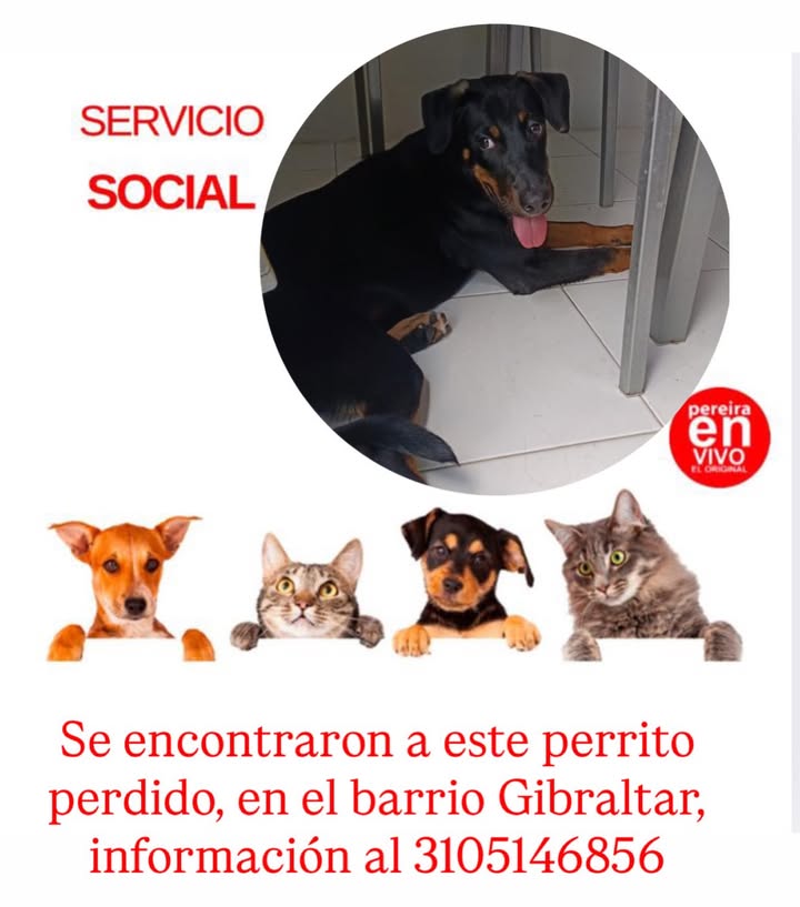 Se encontraron cachorros perdidos en Pereira, Risaralda 
