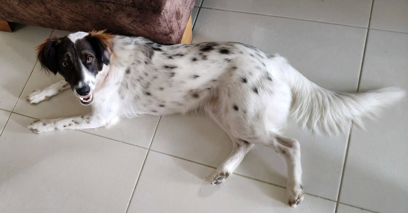 Adopción de perrita en Pereira, Risaralda 