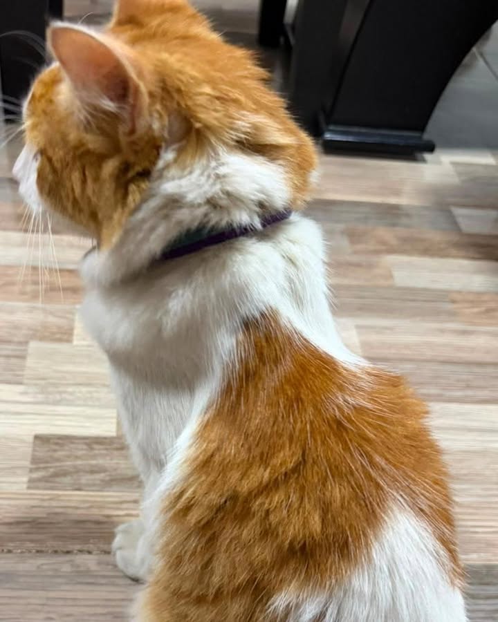 Gato encontrado en el barrio Portobelo, La Virginia 