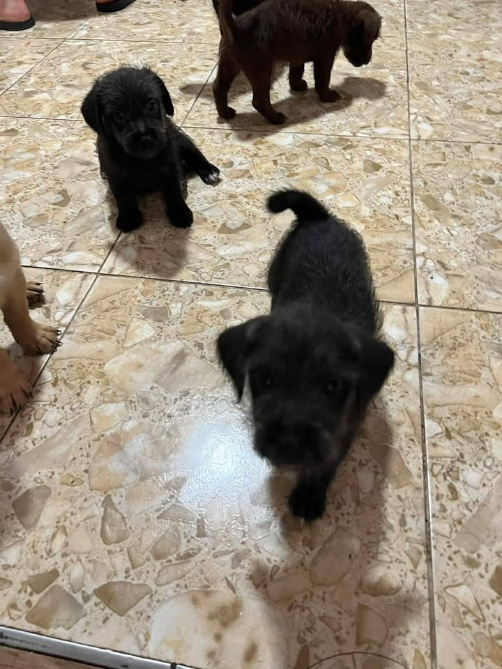 Cachorros en Adopción Responsable en Tuluá, Valle 