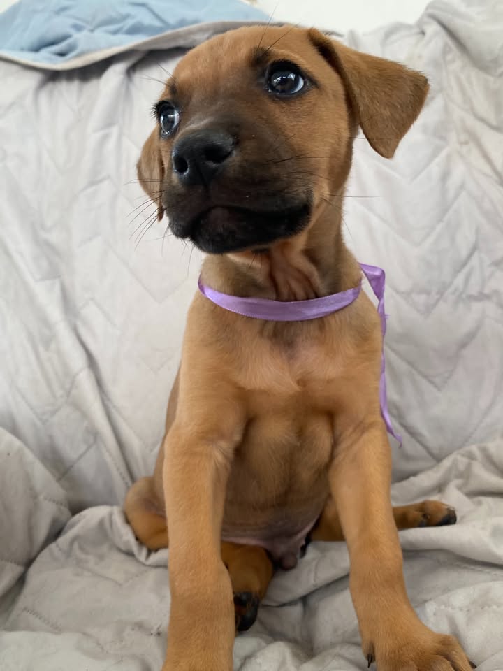 Adorable perro para adoptar en Bogotá 