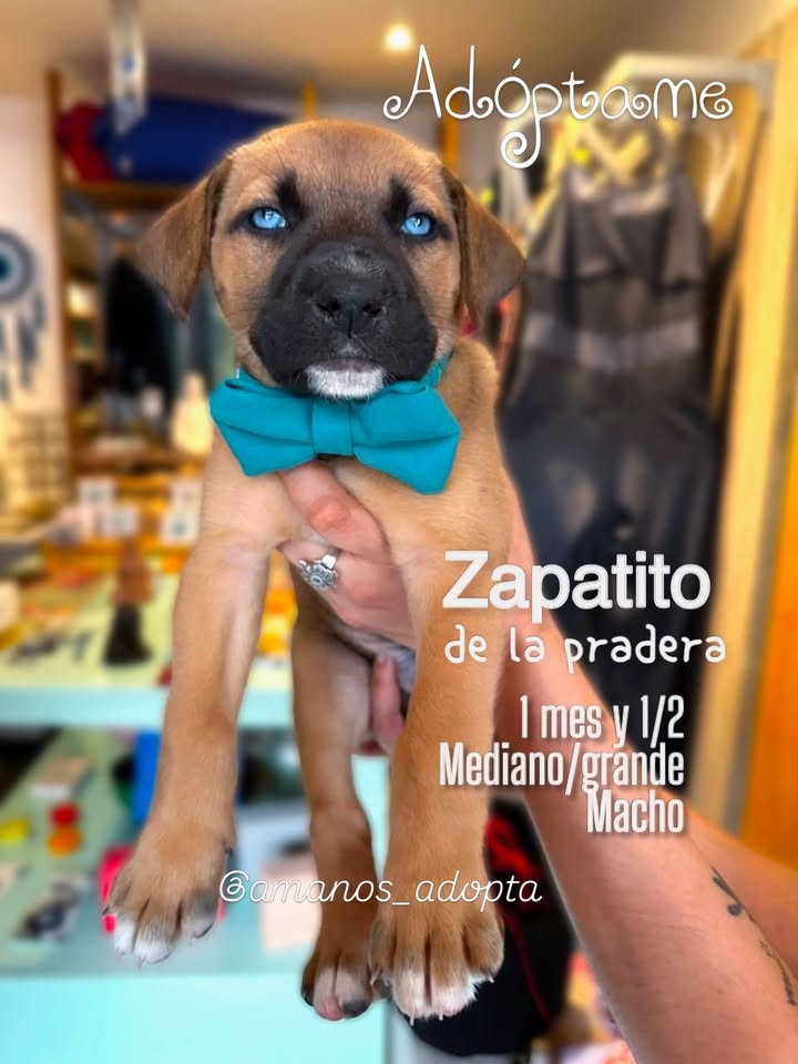 Cachorros en adopción en Bogotá, Colombia 