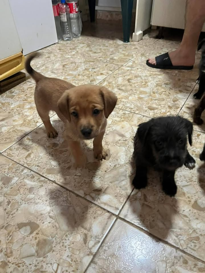 Cachorros en Adopción Responsable en Tuluá, Valle 