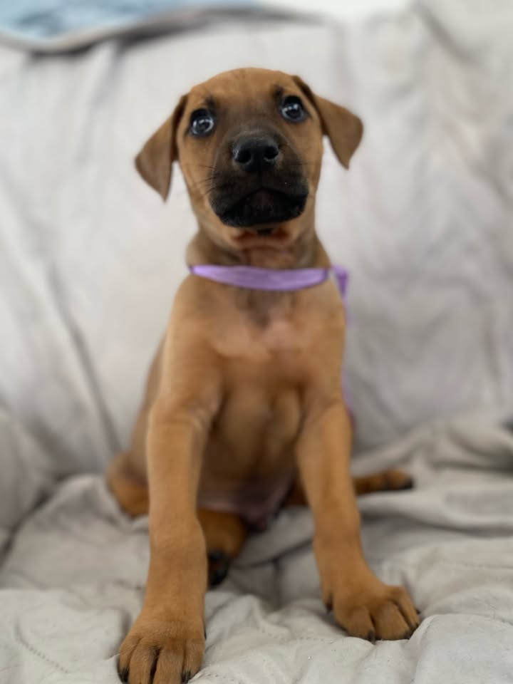 Adorable perro para adoptar en Bogotá 