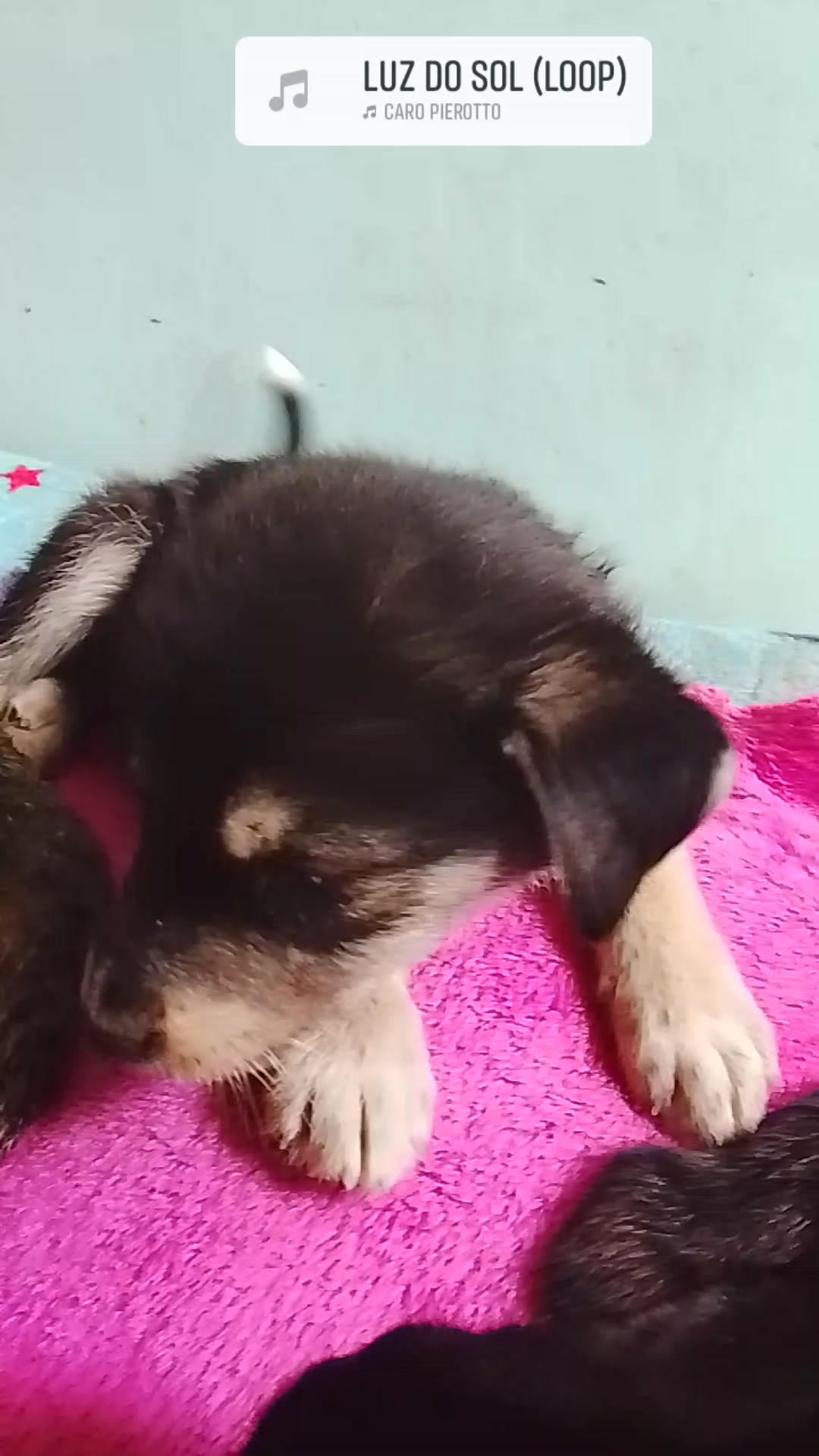Cachorro en adopción en Neira, Caldas 